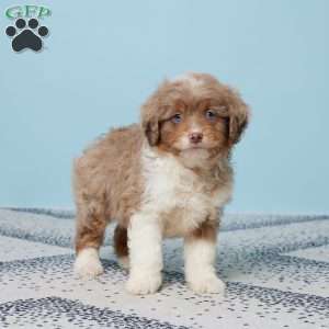 Easton, Mini Aussiedoodle Puppy